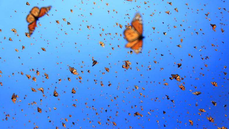 Flight of the Butterflies image