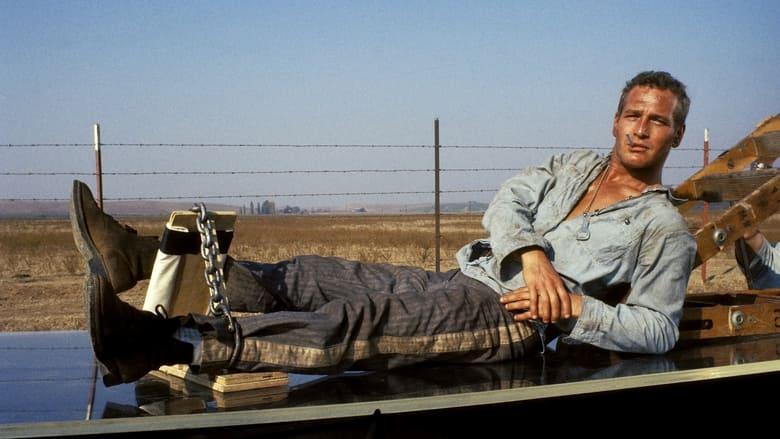 Cool Hand Luke image