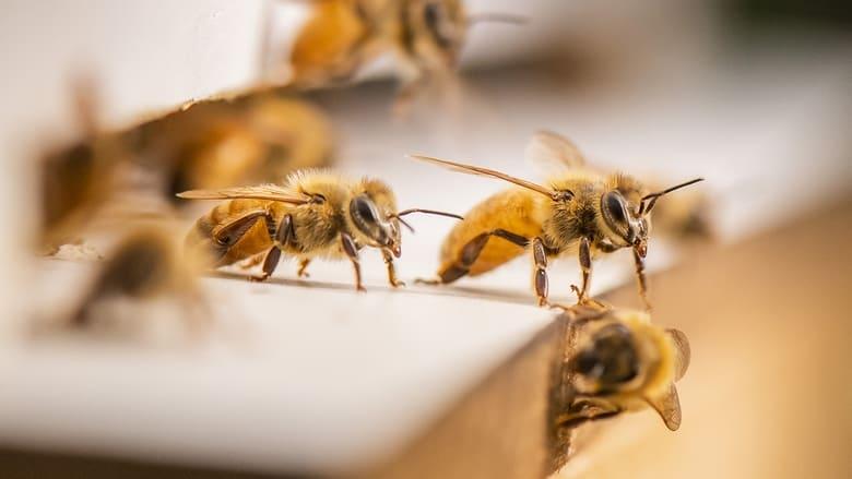 The Great Australian Bee Challenge