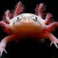 GreatestAxolotl profile photo