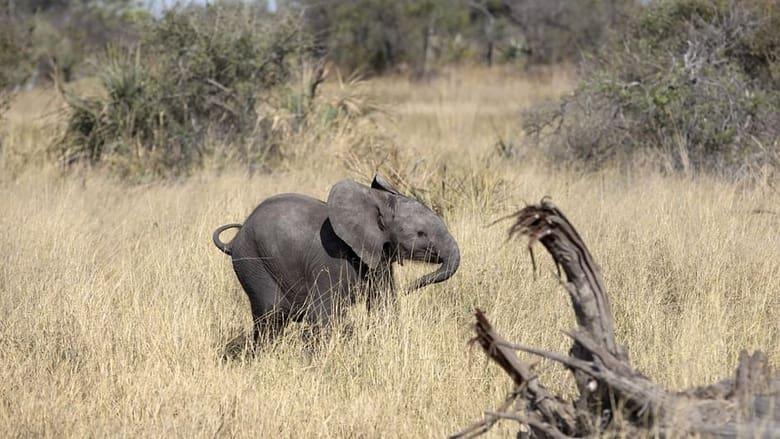 Naledi: A Baby Elephant's Tale image
