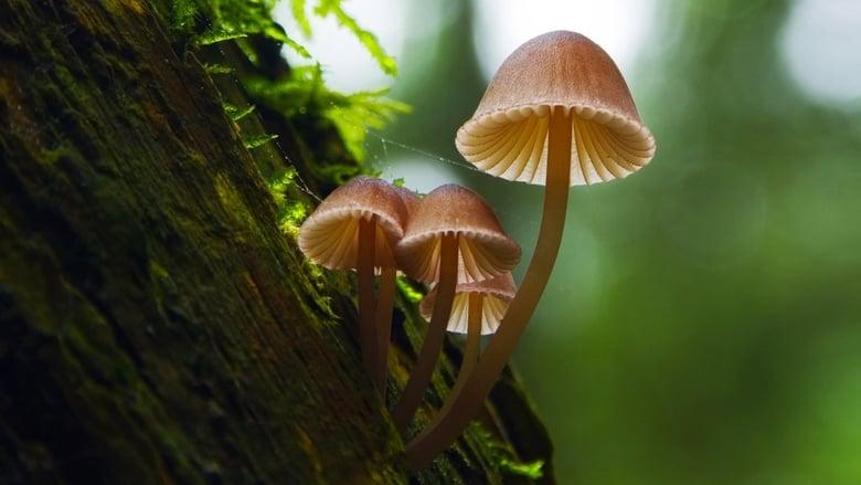 Fantastic Fungi image