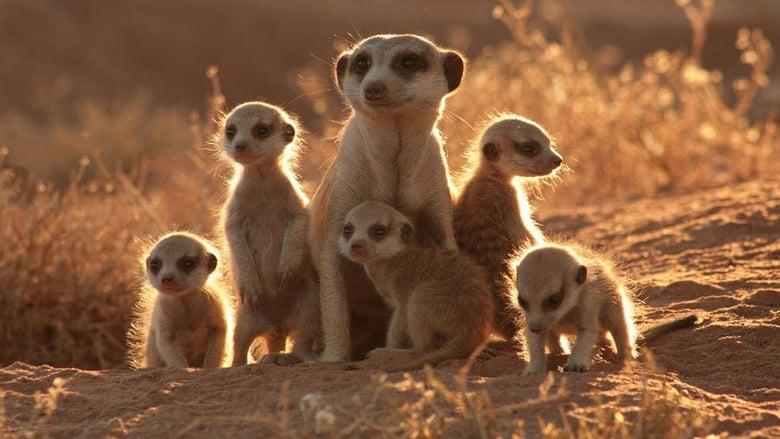 The Meerkats image