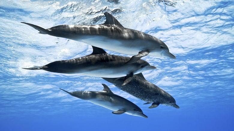 Dolphins: Spy in the Pod image