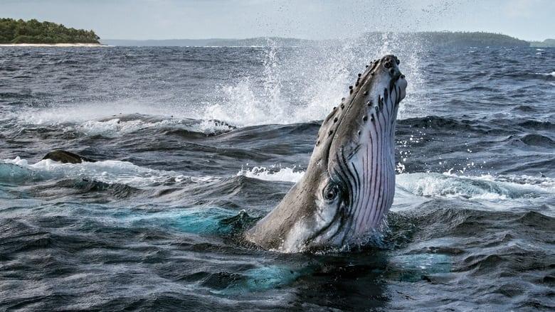Secrets of the Whales image
