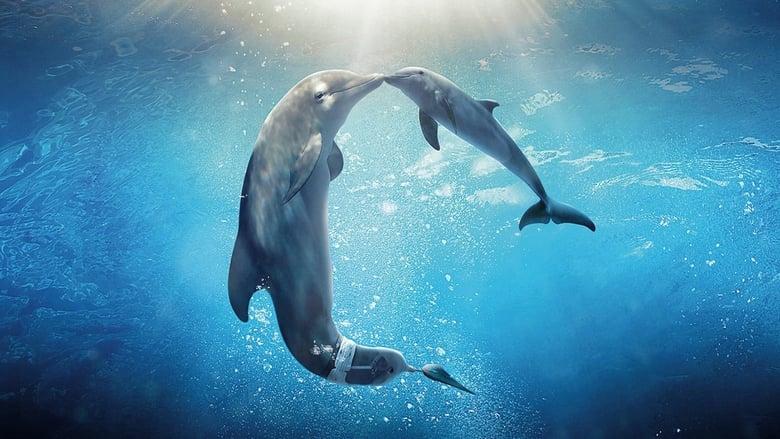 Dolphin Tale 2 image