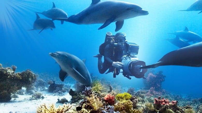 Diving with Dolphins image