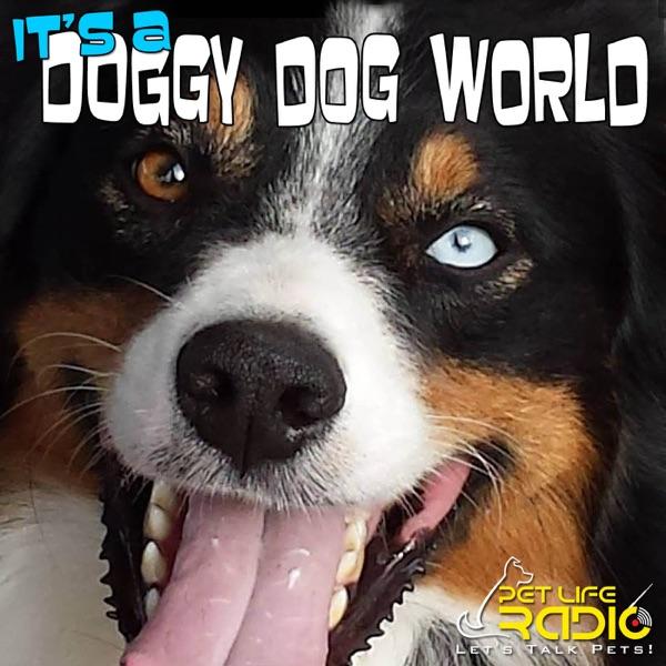 It's A Doggy Dog World - Dog Podcast about dogs as pets & caring for your pet dog, - Pets & Animals on Pet Life Radio (PetLif