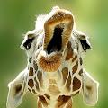 Giraffe profile photo