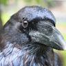 Raven profile photo