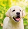 Love Labrador profile photo