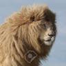 lionking profile photo