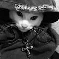 {•} Cyan._.Gamer-Kitty profile photo