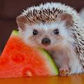 hedgehog profile photo