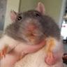 Rat profile photo