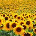 Sunflower profile photo