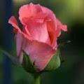 Rose profile photo