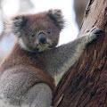 koalagamermc profile photo