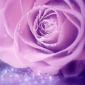 rose profile photo