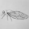 cicada profile photo