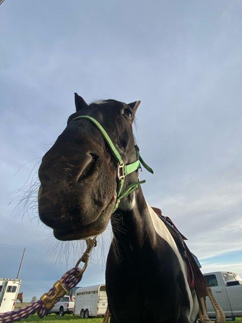 HorseGirl123 profile photo