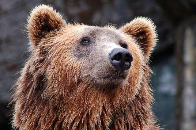 Bear profile photo